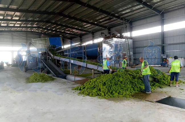 滸苔烘干機(jī)如何把滸苔苔蘚變廢為寶？